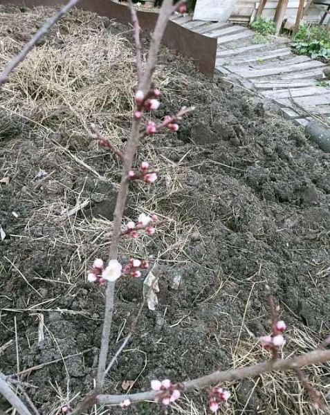 Дача, 4 улица, 