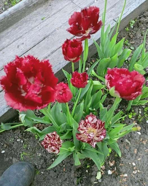 Дача, 4 улица, 