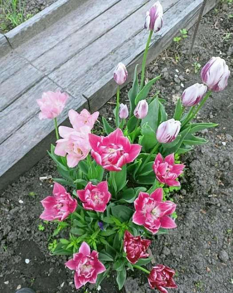 Дача, 4 улица, 